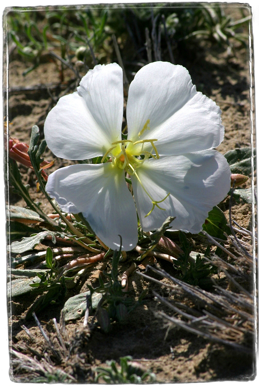 Desert Flower Death Valley, CA  Dave Hickey